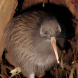 Icoon van programma: Kiwi Bird Sounds Nz