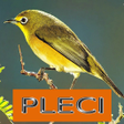 Icon of program: Master Kicau Pleci