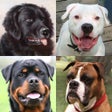 Ícone do programa: Dogs Quiz: Photos of Cute…