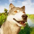 Wolf Sim Online  Animal games