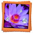 Symbol des Programms: Lotus Live Wallpaper