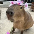 ไอคอนของโปรแกรม: Capybara Wallpapers HD