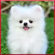 Icoon van programma: Cute Dog Wallpaper HD