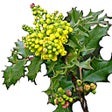 Ikon program: Oregon Wildflower Search