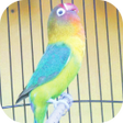プログラムのアイコン：Master Kicau Lovebird Jua…