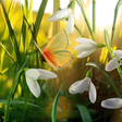 プログラムのアイコン：Spring Live Wallpaper