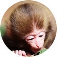 ไอคอนของโปรแกรม: Monkey Wallpaper