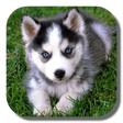 プログラムのアイコン：Husky Live Wallpaper