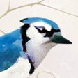Icon of program: Dawn Chorus