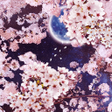 プログラムのアイコン：月桜ライブ壁紙