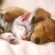 程序图标：Animal Live Wallpaper