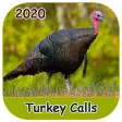 Turkey Calls 2020