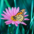 Icon of program: Butterfly live wallpaper