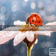 Icon of program: Ladybug Wallpapers New Ta…