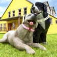 程序图标：Pregnant Dog Pet Care:My …