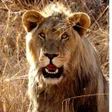 Ikon program: Lion Sounds - Real Lion R…