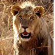 Lion Sounds - Real Lion Roar
