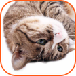 Icon of program: Cats purring
