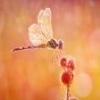 Icon of program: Dragonfly HD Wallpapers N…