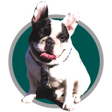 プログラムのアイコン：Adestramento de cães