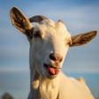 プログラムのアイコン：Goat Fighting Game- Goat …