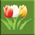 Tulip Singles