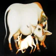 Icon of program: Govigyanexam