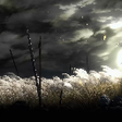 Programikonen: Battlefield Sekiro Live W…