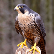 أيقونة البرنامج: Peregrine Falcon Sounds