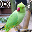 Ikona programu: Parrot Sounds Ringtone