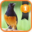 Icon of program: White-rumped Shama