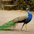 Peacock Soundboard