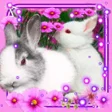 Funny Bunnies live wallpaper icon