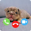 Dog Prank Calling - Wallpaper