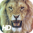 Icon of program: Lion Wallpaper