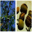 Icon of program: Edible and Medicinal Plan…