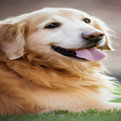 程序图标：dog wallpaper