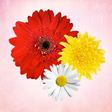 程序图标：Primerun Flowers make gif…