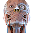 程序图标：Visual Anatomy 3D - Human