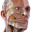 Icon of program: Visual Anatomy 3D - Human