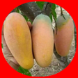 Иконка программы: mango cultivation