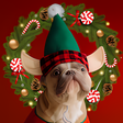 程序图标：Merry Christmas Photo Edi…