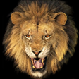 Icon of program: Lion Wallpaper HD Keyboa…