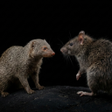 أيقونة البرنامج: Appp.io - Mongoose and Ba…
