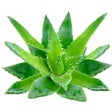 Icon of program: Medicinal Plants in Afric…