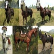 Icon of program: Harness Variety