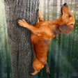 程序图标：Wild Wiener