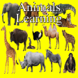 Animals Learning: Animals Bir