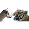 プログラムのアイコン：Bagh-Bakri (Tiger-Goat)