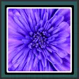 Live Wallpapers Violet Flower